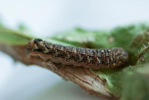 Réf. 186 659 : Peridroma saucia
